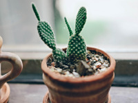 植物微景观