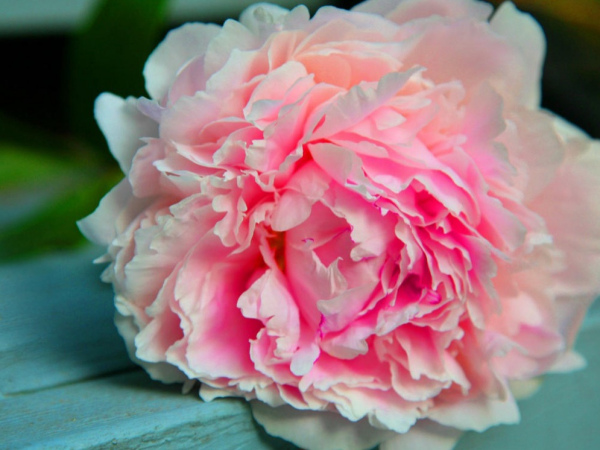 关于工具使用、时间安排、施肥和浇水的建议